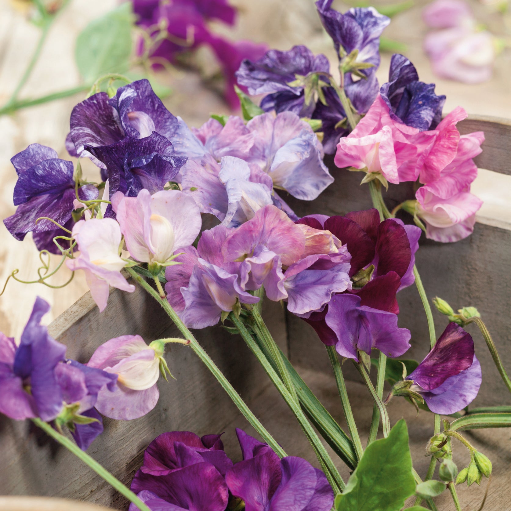 Astrantia Sparkling Stars Collection 2 Ltr £32.00 by Plants2Gardens