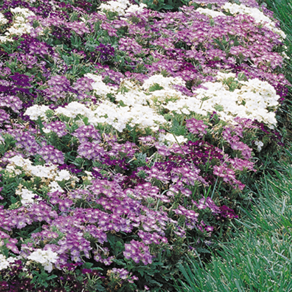 Bedding Plants for Beds & Borders