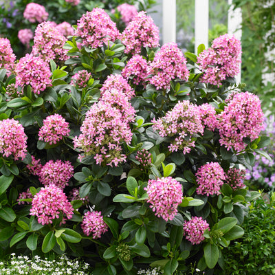 Evergreen Shrubs