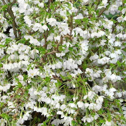 Fuji cherry in white blossom