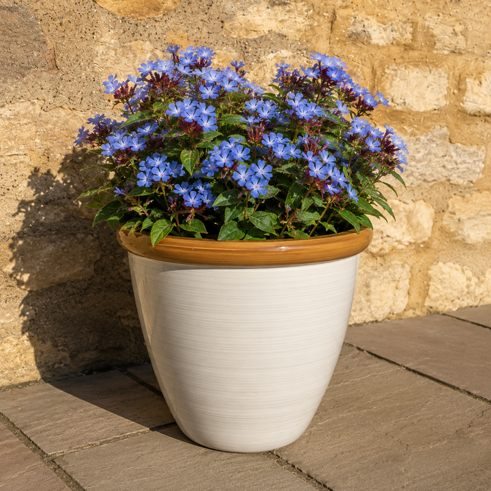 Ceratostigma Forest Blue (3 Litre) Buy One Get One Free!