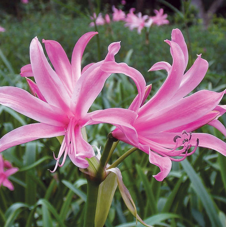 Buy Bedding Plants Online from Plants2Gardens