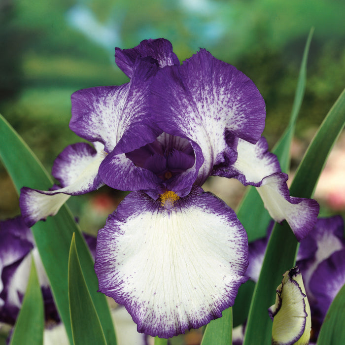 Iris Germancia Collection (3 x Bare Roots)