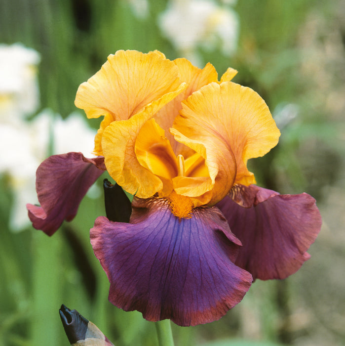 Iris Germancia Collection (3 x Bare Roots)