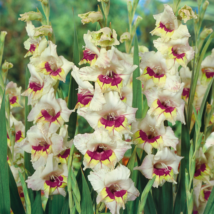 Gladioli Collection (30 x 12/14 Bulbs) Dispatches 11 March 2024
