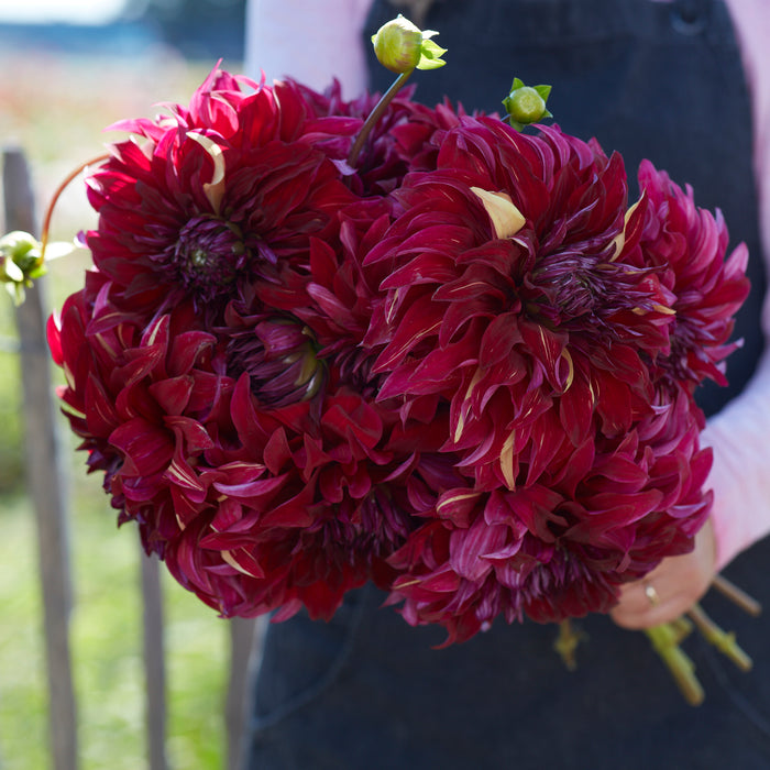 Giant Flowered Dahlia Collection  (5 x Bare Roots) Dispatches 24 March 2025