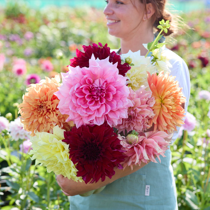 Giant Flowered Dahlia Collection  (5 x Bare Roots) Dispatches 24 March 2025