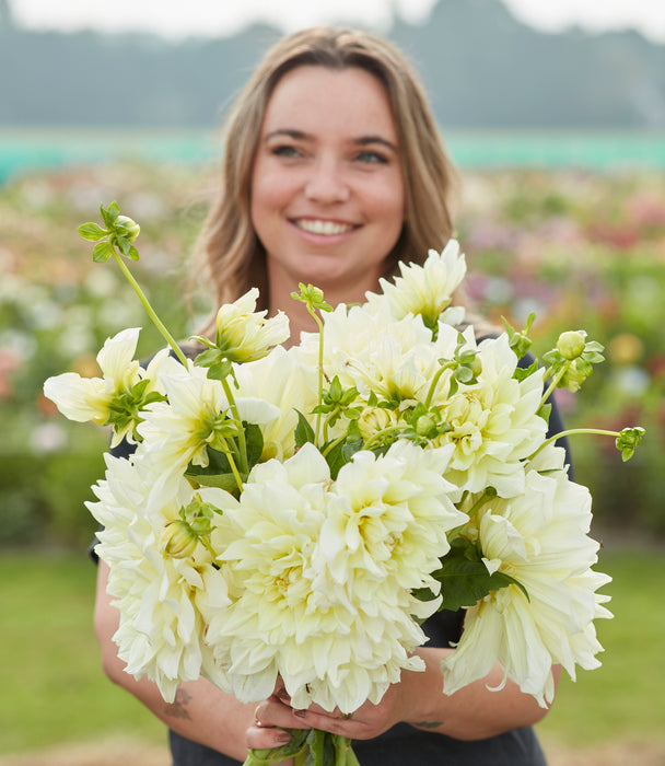 Giant Flowered Dahlia Collection  (5 x Bare Roots) Dispatches 24 March 2025