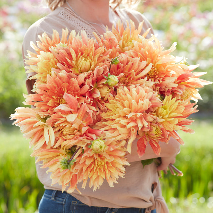 Giant Flowered Dahlia Collection  (5 x Bare Roots) Dispatches 24 March 2025