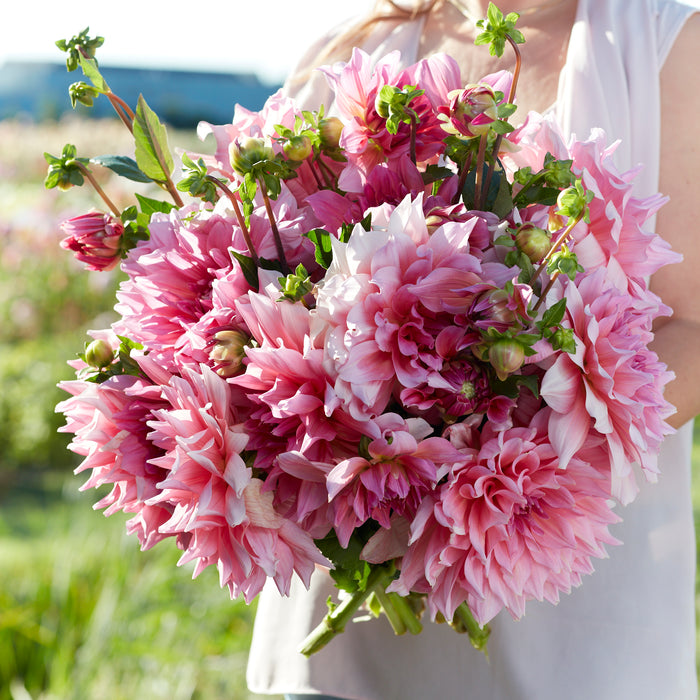 Giant Flowered Dahlia Collection  (5 x Bare Roots) Dispatches 24 March 2025