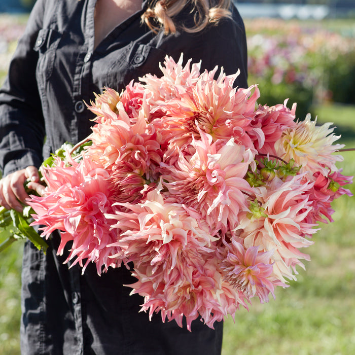 Giant Flowered Dahlia Collection  (5 x Bare Roots) Dispatches 24 March 2025