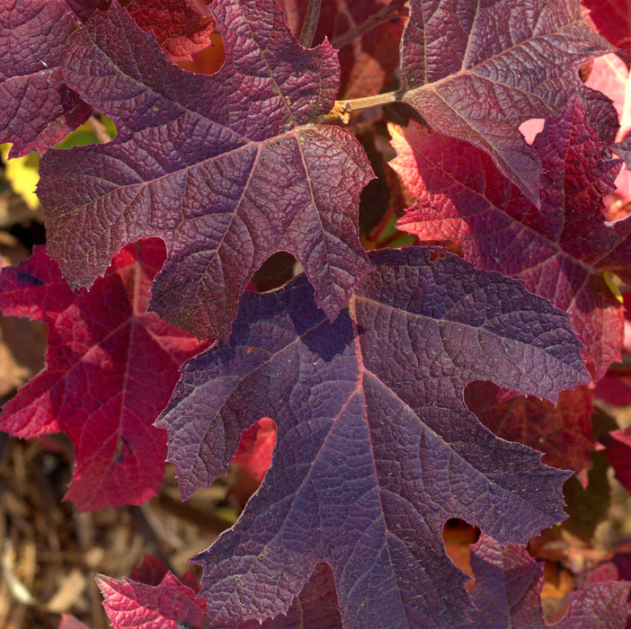 Hydrangea Quercifolia Ruby Slipper  (1 x 3 Litre)