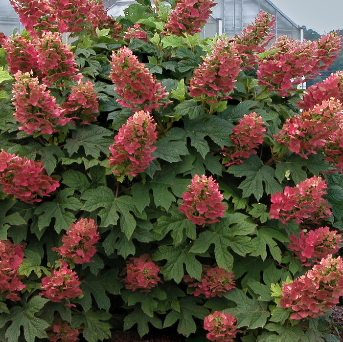 Hydrangea Quercifolia Ruby Slipper  (1 x 3 Litre)