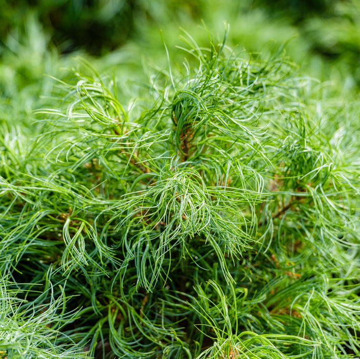 Pinus Tiny Kurls  (1 x 3 Litre)