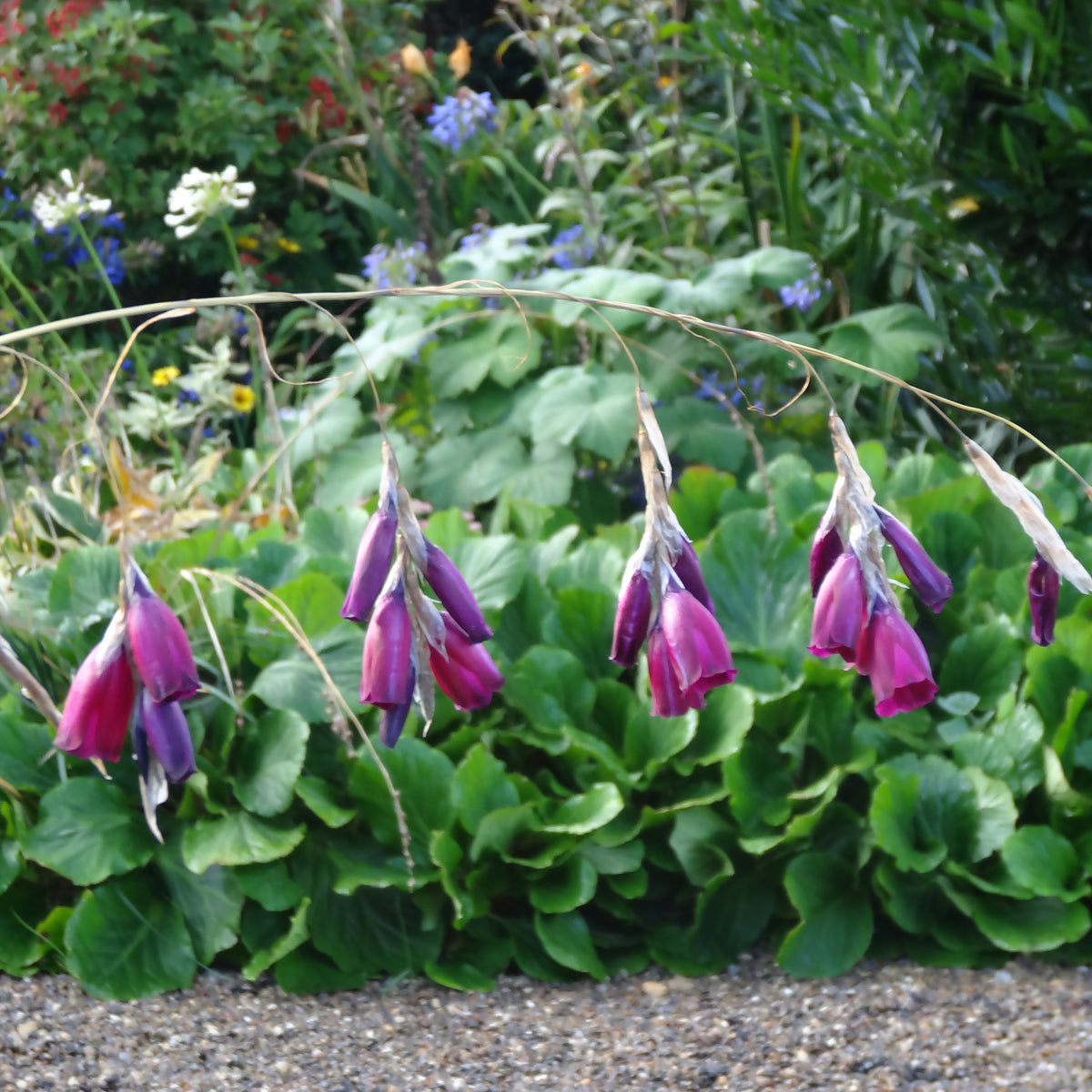 Dierama Pulcherrium Blue Belle (3 x 9cm) — Plants2Gardens