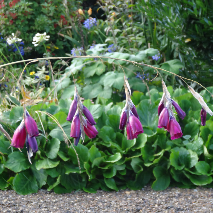 fairy fishing pole plant Dierama Pulcherrium Blue Belle (3 x 9cm) — Plants2Gardens