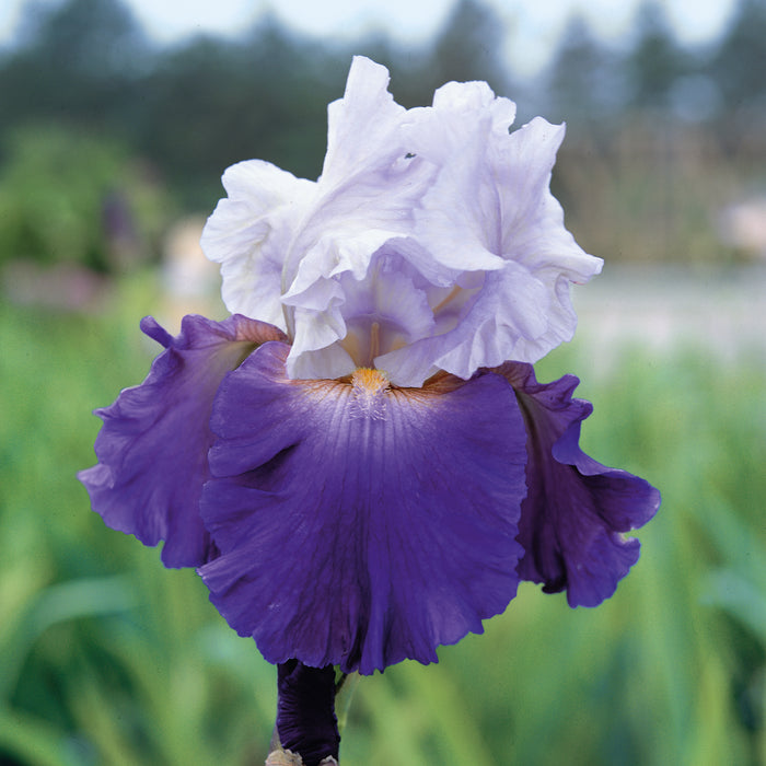 Iris Germanica Collection  (3 x Bare Roots) Dispatches 27 January 2025