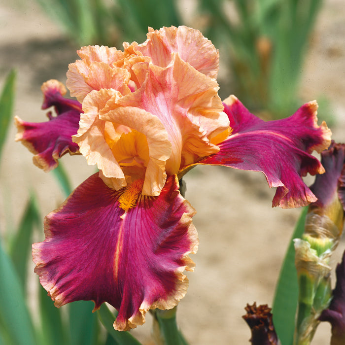 Iris Germanica Collection  (3 x Bare Roots) Dispatches 27 January 2025