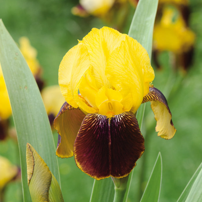 Iris Germanica Collection  (3 x Bare Roots) Dispatches 27 January 2025