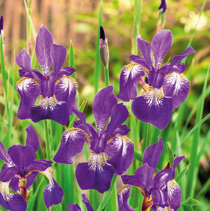 Iris Sibirica Collection (3 x Bare Roots) Dispatches 27 January 2025