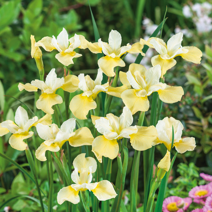 Iris Sibirica Collection (3 x Bare Roots) Dispatches 27 January 2025