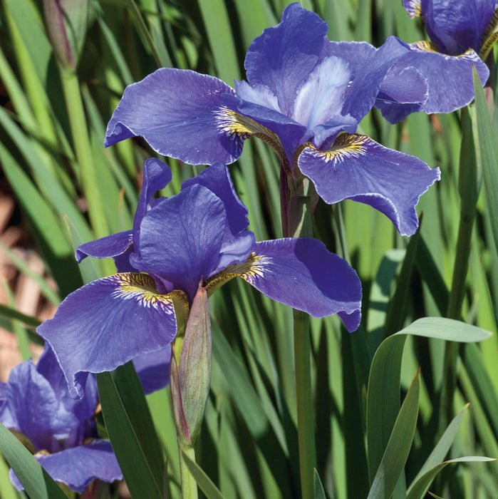 Iris Sibirica Collection (3 x Bare Roots) Dispatches 27 January 2025