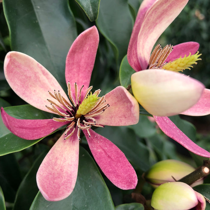 Magnolia Stellar Ruby (1 x 3 Litre) Dispatches from 13th January 2025