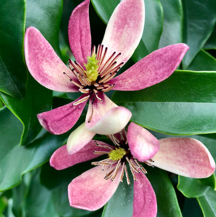 Magnolia Stellar Ruby (1 x 3 Litre) Dispatches from 13th January 2025