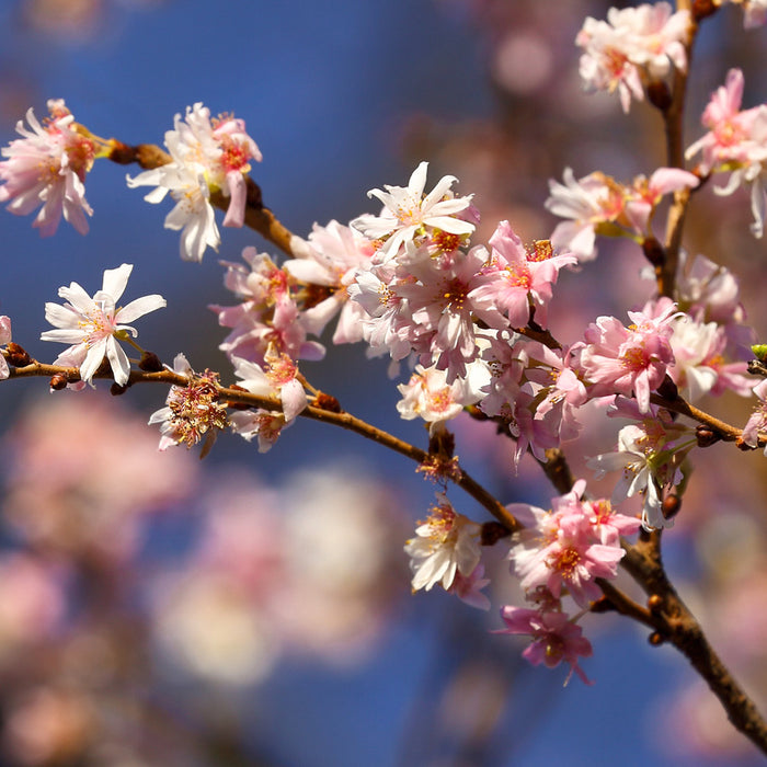 Prunus Autumnalis Rosea (1 x 5 Litre)