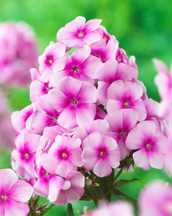 Phlox Sweet Summer Compact Collection (6 x 6cm) Dispatches 5 May 2025