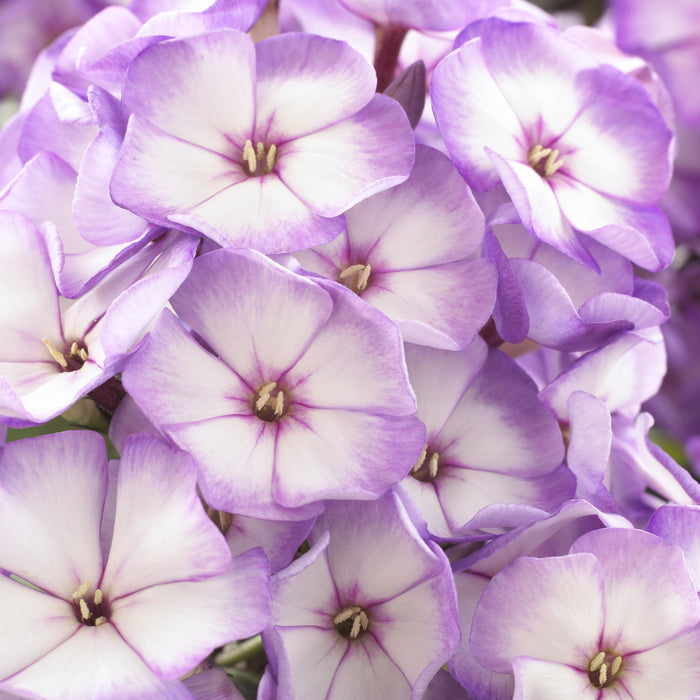 Phlox Sweet Summer Compact Collection (6 x 6cm) Dispatches 5 May 2025