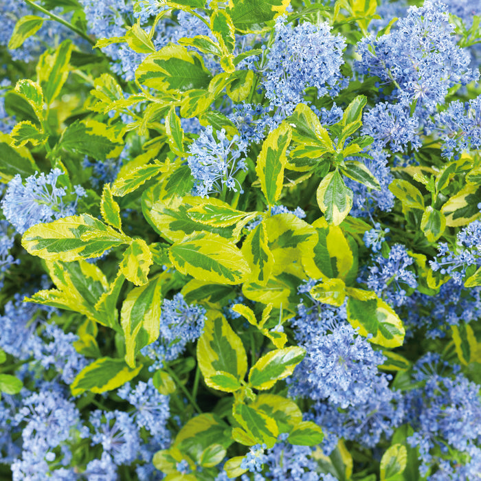 Ceanothus El Dorado  (1 x 4.5 Litre)