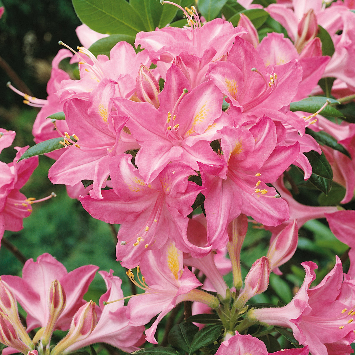 Azalea mollis Jolie Madame (1 x 4.5 Litre) — Plants2Gardens