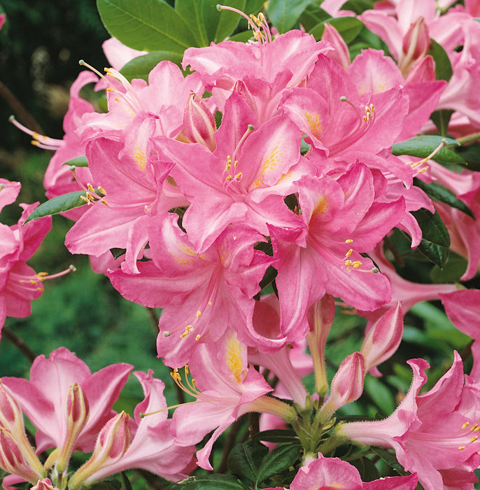 Azalea mollis Jolie Madame (1 x 4.5 Litre)