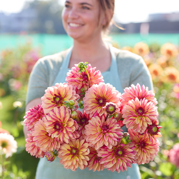 Dahlia Madame Antoinette (3 x Bare Roots) Dispatches 23 March 2026
