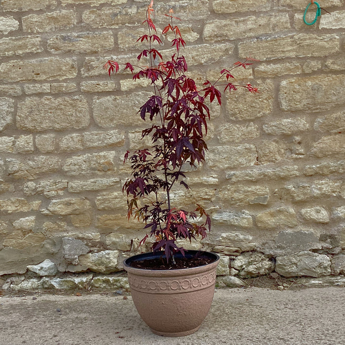 Acer palmatum Atropurpureum (3 Litre) with Free Latimer Planter