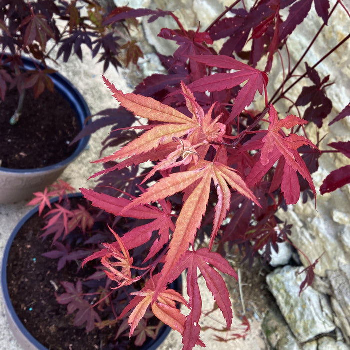 Acer palmatum Atropurpureum (3 Litre) with Free Latimer Planter