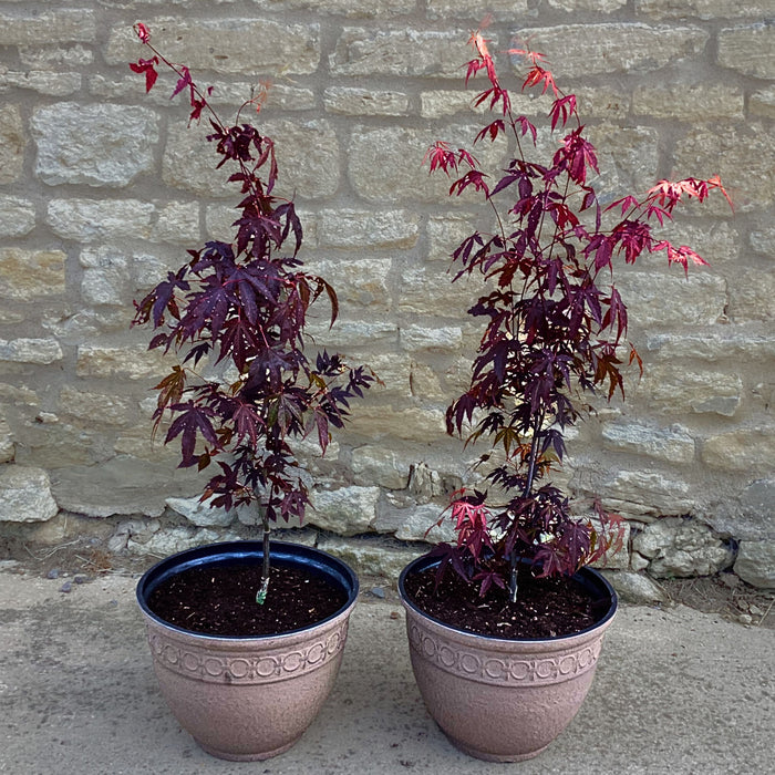 Acer palmatum Atropurpureum Pair (3 Litre) with Free Pair of Latimer Planters