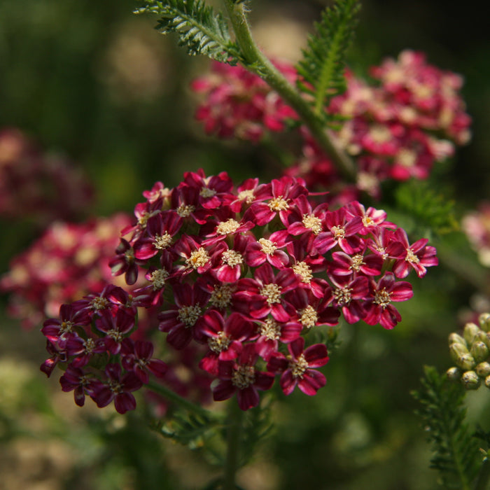 Achillea Collection  (6 x 6cm) Dispatches 23 March 2026