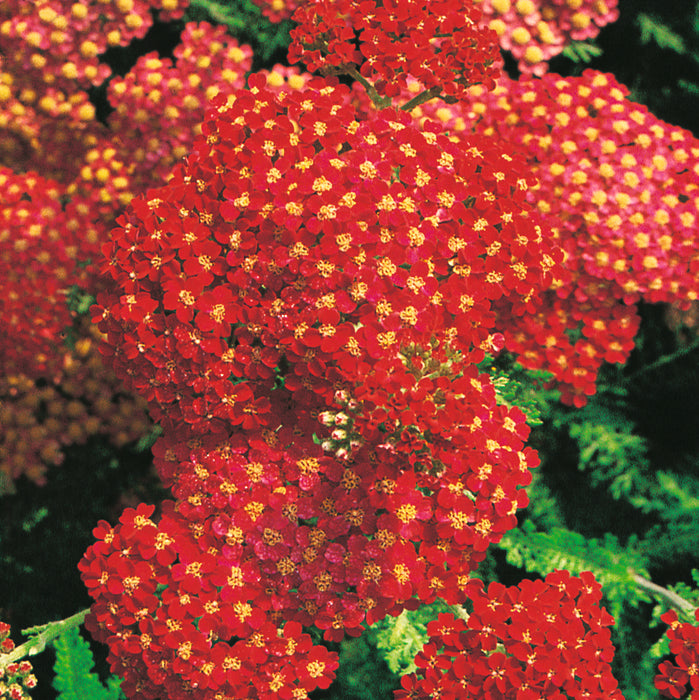 Achillea Collection  (6 x 6cm) Dispatches 23 March 2026