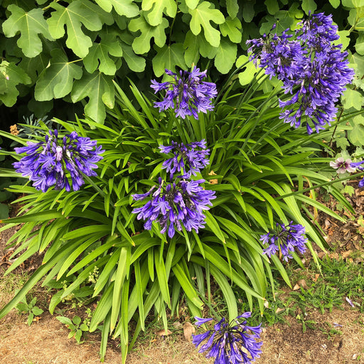 Agapanthus Blue XXL Bare Root - Dispatches from 12th February - Plants2Gardens