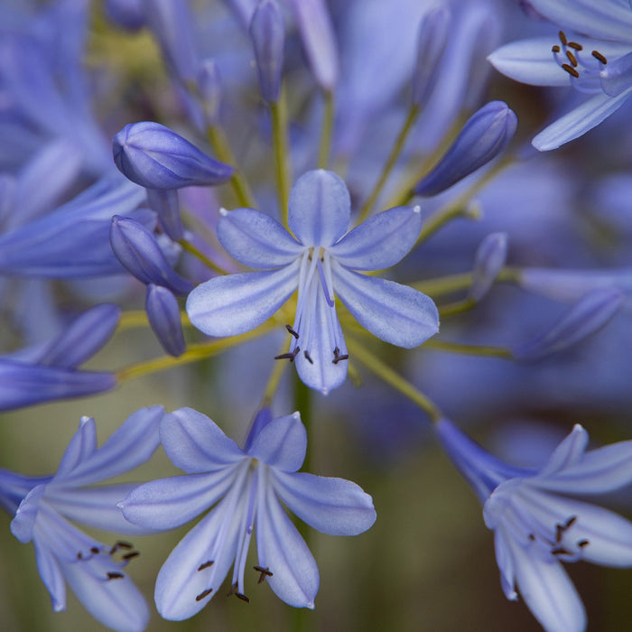 Agapanthus Neverland 2ltr - Buy One Get One Free