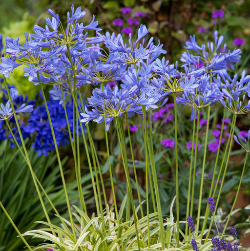 Agapanthus Neverland 2ltr - Buy One Get One Free - Plants2Gardens