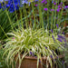 Agapanthus Neverland 2ltr - Buy One Get One Free - Plants2Gardens