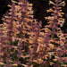 Agastache Peachie Keen 6 x 6cm Plants - Dispatches from 4th March - Plants2Gardens
