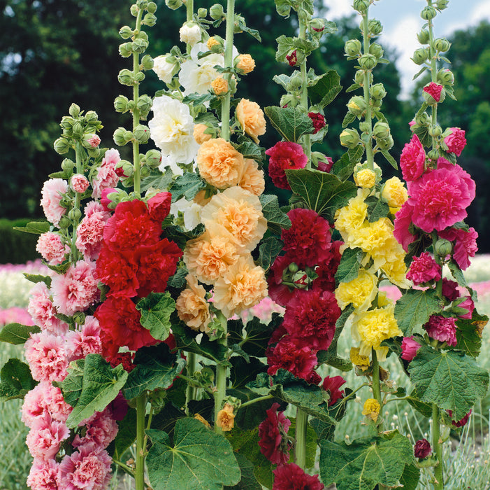 Hollyhock Chaters Double Collection (6 x 6cm) Dispatches 30 March 2026