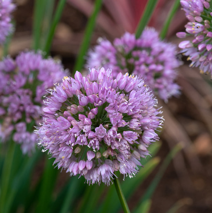 Allium Bubblebath (3 x 9cm) Dispatches 11 March 2026