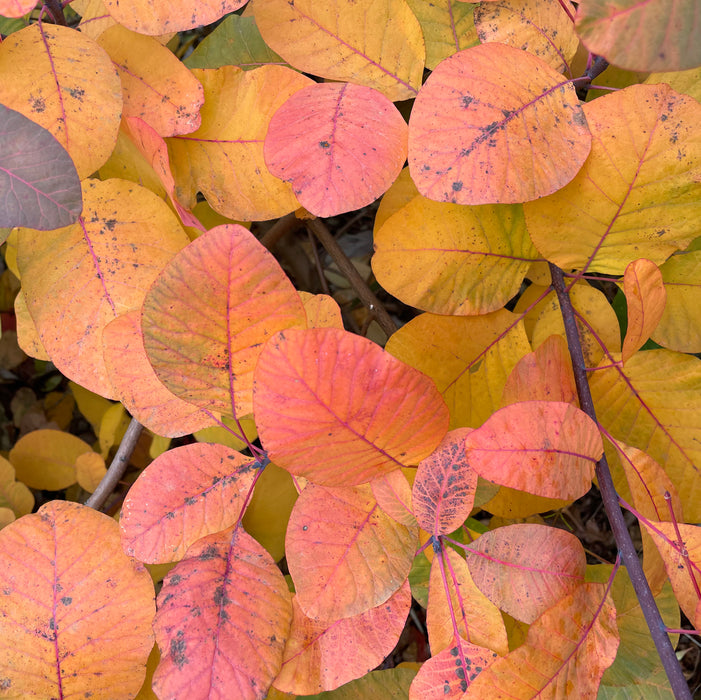 Amelanchier October Flame (7.5 Litre)