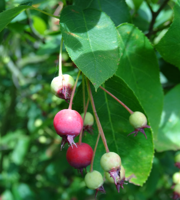 Amelanchier October Flame (7.5 Litre)