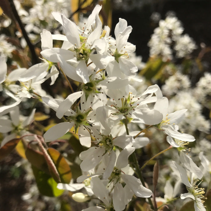 Amelanchier October Flame (7.5 Litre)